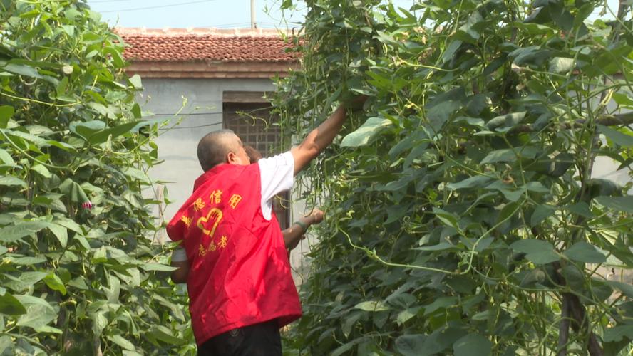 幸福菜园赚钱种菜