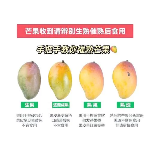 买回来的芒果怎样催熟
